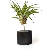 Tillandsia Pseudobaileyi - Plante Aérienne Vivante Sans Terre - Support Bois De Pin Inclus - Plante D'Intérieur Naturelle