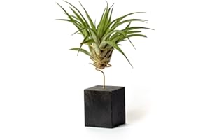 PLANDAIRE Tillandsia Velutina IR Plante sans Terre Vivante - Tillandsias Plantes Vraies - Plantes Interieur Naturelle Tillandsia Vraie Plante Plantes Aériennes (Soutien Inclus)(Noir)