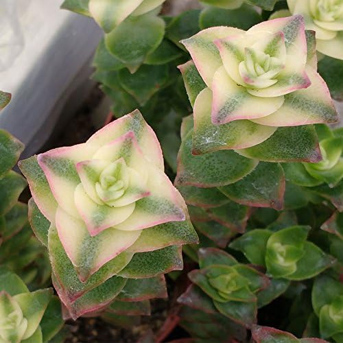 Crassula perforata variegata - 1 Cutting (unrooted) - Sunnyplants