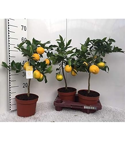 Portal Cool Mandarine Bonsai-Baum Citrus, Frische Samen! Zimmerpflanze  Essbare: Amazon.de: Garten