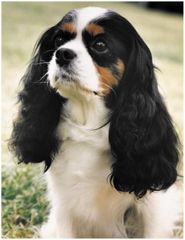 Cavalier King Charles Spaniel Tri dog Air Freshner