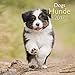 Hunde 2017 Broschürenkalender A&I: Zwölf niedliche Hundefotografien by 