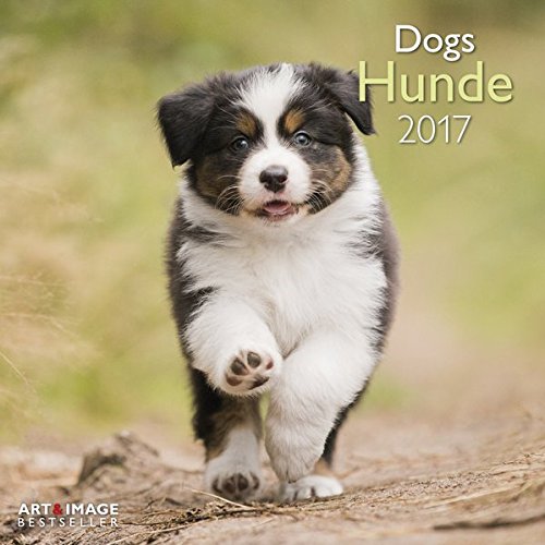 Hunde 2017 Broschürenkalender A&I: Zwölf niedliche Hundefotografien