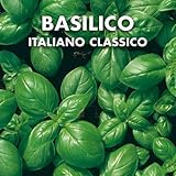 100 Semi Di Basilico Sacro - Facili Da Coltivare, Per Tè E Cucina, Attira Api E Farfalle - Foto 6