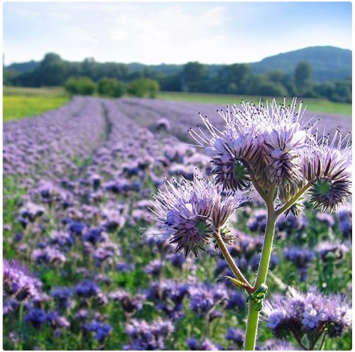 1 kg Phacelia; Gründünger, Bienenweide