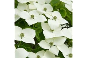 GENERICO Pianta CORNIOLO GIAPPONESE Cornus Kousa fiore BIANCO h50cm vaso16cm FOTO REALE AMDGarden