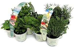 AMORI E AROMI PIANTE AROMATICHE fresche COCKTAIL + MIX (in vaso Ø 9 cm) N.6 x 2 pack
