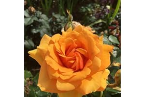 GORGEOUS GARDEN ROSES Simply The Best - Bareroot Hybrid Tea Garden Rose Bush - Fabulous Orange/Mandarin Blended Blooms - Strong Fragrance & Great Performer - Rose of The Year Winner!