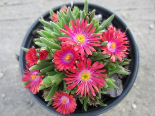 Creative Farmer Flower Seeds : Succulant Flower Seeds Daisy House Garden Garden [Home Garden Seeds Eco Pack] Plant Seeds