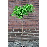 Fächerblattbaum Stämmchen Ginkgo biloba Mariken 80 cm Stammhöhe im 5 Liter Pflanzcontainer