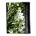 Produktbild Portemonnaie Geldbörse Brieftasche // M00292129 Eyebright Euphrasia officinalis Blume // Medium Size Wallet