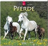 PFERDE: Original Stürtz-Kalender 2018 - Mittelformat-Kalender 33 x 31 cm by 