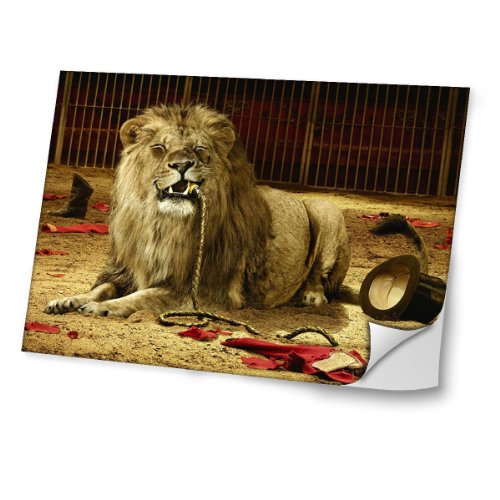 Wilde Tiere 10006, Lion, Skin-Aufkleber Folie Sticker Laptop Vinyl Designfolie Decal mit Ledernachbildung Laminat und Farbig Design für Laptop 11.6"