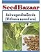Produktbild ShopMeeko Seed Ashwagandha, indische Ginseng, Schlafbeere, Winter Kirsche, Goose Seed (200 pro Paket)