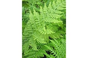 BAUMSCHULE PFLANZENVIELFALT Frauenfarn - Gemeiner Waldfarn - Athyrium filix femina