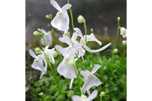 SVI ADB Inc Kaninchen Samen, Utricularia sandersonii Seeds ähnelt ein kleines Kaninchen, Fleisch fressende Pflanzen, 50 Samen/Beutel