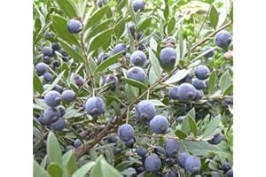 ILPETALOROSA PIANTA DI MIRTO SARDO, MULTA, MURTA, MYRTUS COMUNIS, SARDEGNA VASO D.24 - 4 ANNI