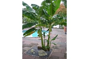 "Mediterrano Bananenbaum Dünger – Optimale Nährstoffversorgung für gesunde, kräftige Bananenbäume!" 1,5 Kg Original Mediterrano