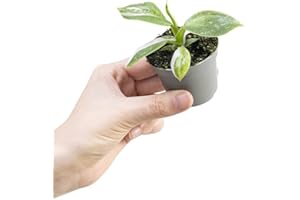 PLNTS - Baby Philodendron Philodendron White Wizard - Zimmerpflanzen, Pflanzen Echt, Nachhaltige Verpackung - 6cm Topf - Höhe 10cm - Direkt von der Gärtnerei