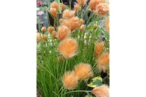 Lincolnshire Pond Plants Ltd Marginal Plants - Live Water Plant Aquatic Pond Lake Marginal - Pond Plants (Eriophorum Russeoleum) - 7cm Plug