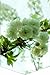 Produktbild Horn textiles Calypso 3 Fensterbild digital Bedruckt Kirschblüte (Breite: 30 cm, Höhe: 45 cm)