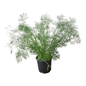 Dill: frische Dill-Pflanze im großen Topf - Küchenkräuter