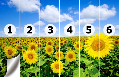 Papiertapete Foto-Tapete Sonnenblumen KT348 Sonnenblume Feld Natur Tapete Fototapete Größe: 420x270cm Kleistertapete Wandbild XXL-Tapete - 3