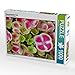 Produktbild Bauernhortensie Pink 1000 Teile Puzzle quer (CALVENDO Natur)