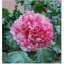 Rinvenimento Del Papavero D'Oppio Lungo La SP7: Una Testimonianza Della Ricca Biodiversita Del Cirotano - Foto 8