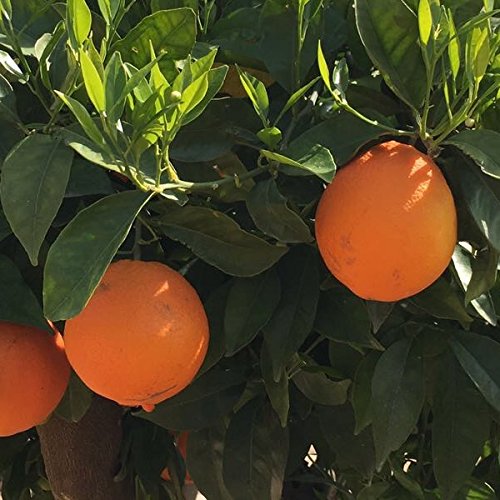 Naranjo - Maceta 22cm - Altura aprox. 1'10cm. - Planta viva - (Envíos sólo a Península)