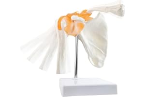 EVOTECH SCIENTIFIC Modelo anatómico de articulación de hombro para anatomía médica, réplica de la articulación de hombro normal para consultas médicas, herramienta de enseñanza para enseñanza médica.
