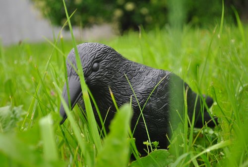 Taubenschreck 40 cm Vogelschreck Krähe Rabe Taubenabwehr Schreck #783 - 6