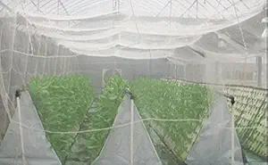 Shahji Creation Garden Shade Mosquito And Mesh Net 10Mts White Roll