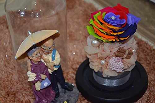 50 Samen seltene Regenbogen-Rose Samen, für Ihre Geliebte Regenbogen-Rosen-Blumensamen - 3