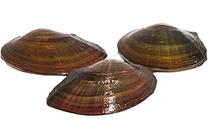 TEICH SCHNECKEN & MUSCHELN Pond Shell for the Garden Pond + 1 x NH ToxEx Ball - Floating Algae Killer / Algae Killer / Bio filter for Ponds