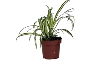 Plant in a Box - Plante araignée - Chlorophytum comosum 'Atlantic' - Hauteur 25-40cm - Pot 12cm - Plante d’intérieur - Vert