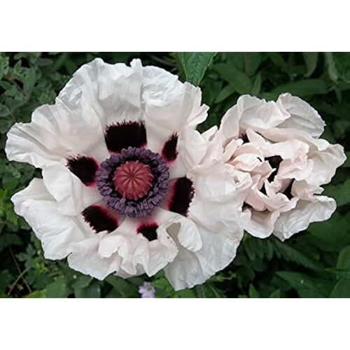 Amazon.co.uk poppy plants for sale