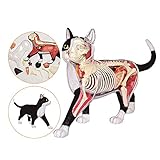 Vision Du Chat Anatomie Et Caracteristiques Ooreka