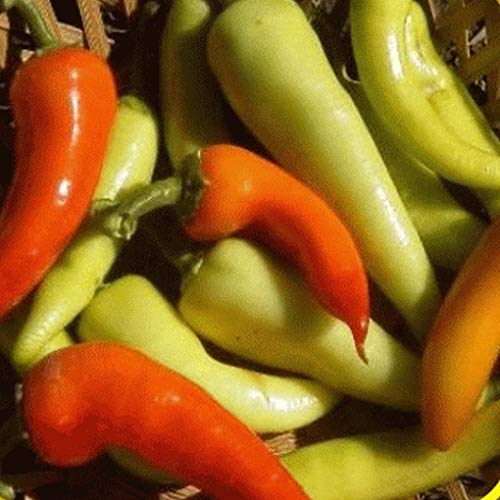 Preisvergleich Produktbild seedsown 1 / 4 Lb süße Bananen-Paprika-Samen