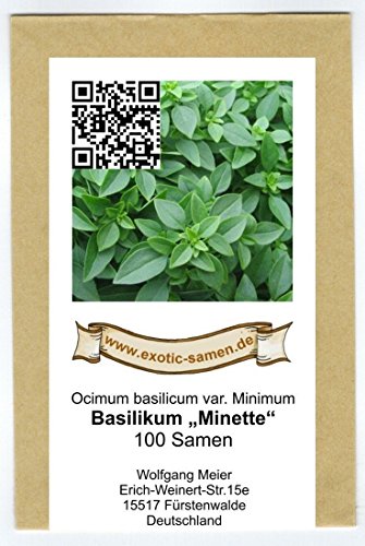 Ocimum minimum – griechisches, kleinblättriges Basilikum – 100+ Samen - 2