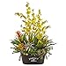 Produktbild Nearly Natural 1698-YL 33-in. Orchid, Bromeliad & Succulent Garden Artificial Silk Arrangements, Yellow