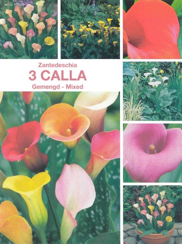 Calla / Zantedeschia Mix 3 Zwiebeln