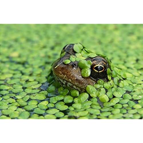 Amazon.co.uk oxygenating pond plants Garden & Outdoors