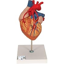 Modello Anatomico Cuore Umano 3B Scientific - Per Studio E Didattica, Dettagliato E Realistico - Foto 10