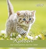 Image de Katzen 2019 - Cats - Postkartenkalender (15 x 16) - aufstellbar