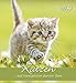 Katzen 2019 - Cats - Postkartenkalender (15 x 16) - aufstellbar by 