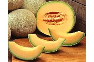 HENSITA ASA American Heirloom Heritage Melon Seeds. Honey Rock Musk Melon. Certified French Organic Grower