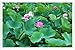 Produktbild Metall Poster Blechschilderplatte Blechschild Plakat Flower Tin Sign Lotuses Herbs Leaves Many 41336 Retro Weinlese Kunstdrucke by hamgaacaan (20x30cm)