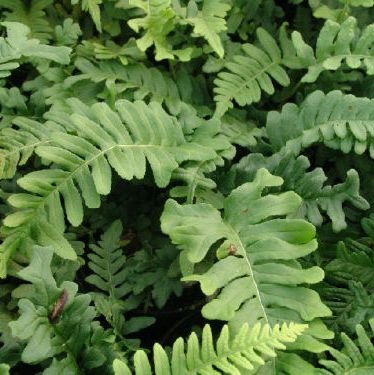 Polypodium vulgare Bifido Multifidum - Low Growing Evergreen Fern