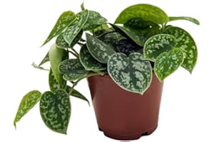 UNSERE-GAERTNEREI-MUELLER Efeutute, Scindapsus, (Epipremnum aureum) Sorte: Pictus, gepunktetes weiss-buntes Blattwerk, rankend, Ampelpflanze, luftreinigend (1 Pflanze im 12cm Topf)